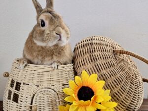 うさぎ