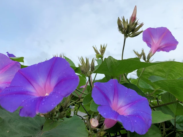 朝顔の花の写真