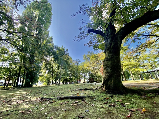 木に囲まれた公園のベンチの写真