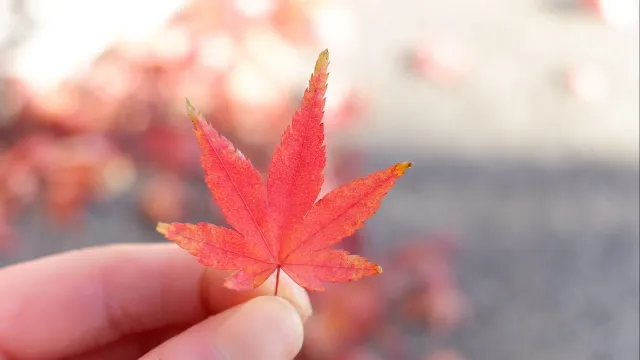 葉
