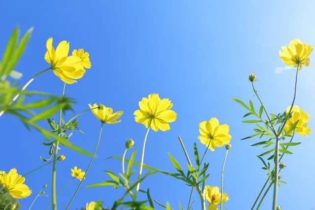 花の画像
