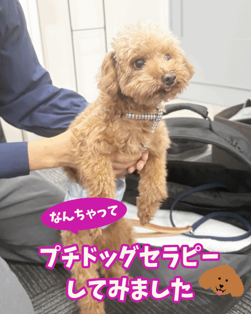 なんちゃってドッグセラピーの日